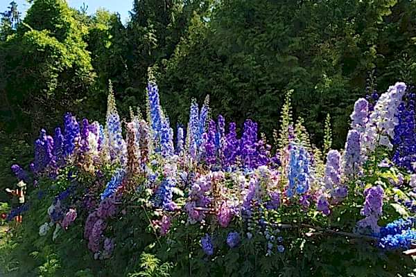 Light blue and purple delphiniums in a garden border