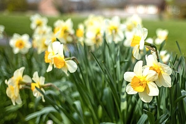 Daffodils
