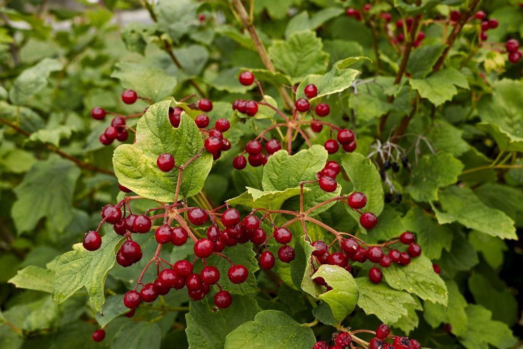 Viburnum opulus 'Compactum'