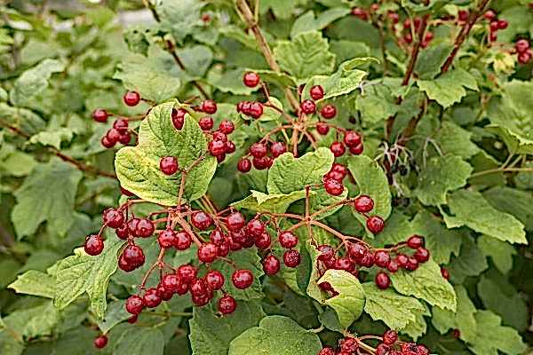 Viburnum opulus 'Compactum'